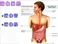 《组织学与胚胎学》教学课件：口腔与消化管