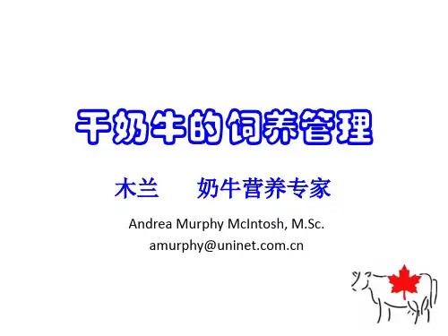干奶牛的饲养管理