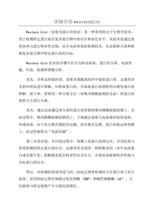 详细介绍westernblot