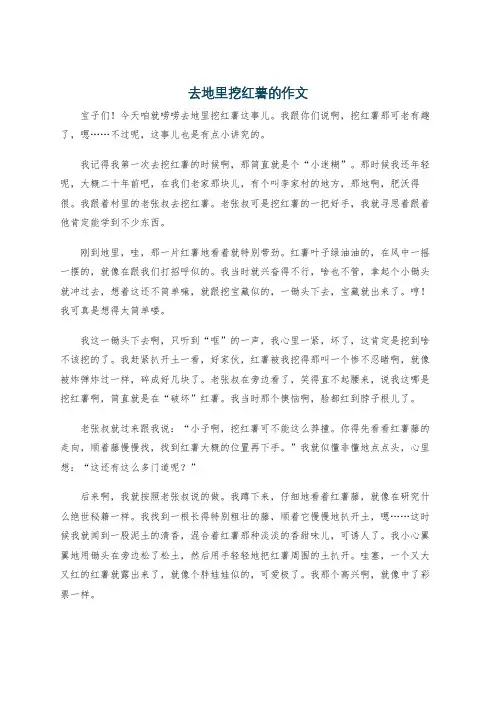 去地里挖红薯的作文