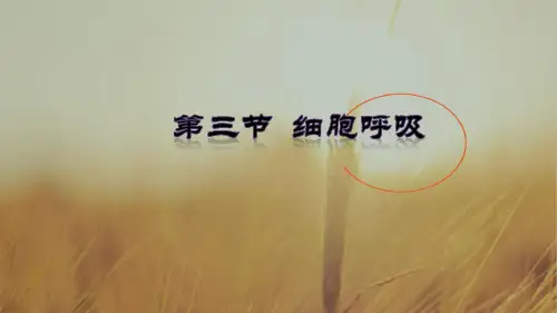 整合生物--高中-必修1-第四章-第三节 细胞呼吸-课件 共35张