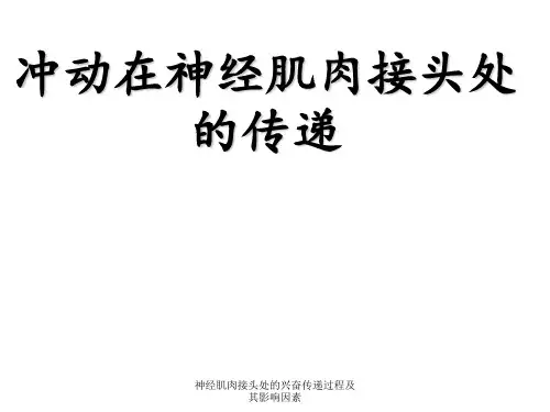神经肌肉接头处的兴奋传递过程及其影响因素 ppt课件