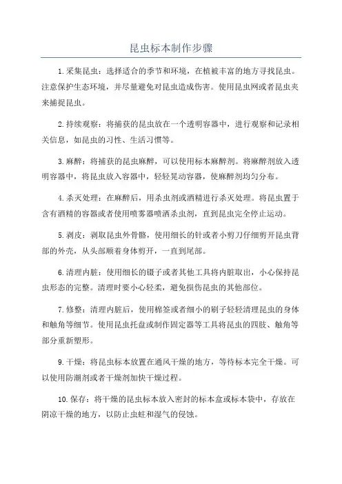 昆虫标本制作步骤