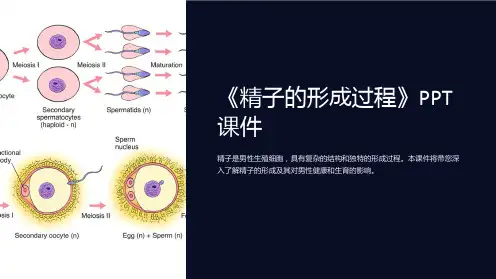 《精子的形成过程》课件