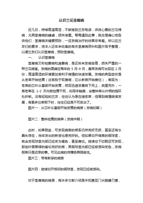 认识兰花茎腐病