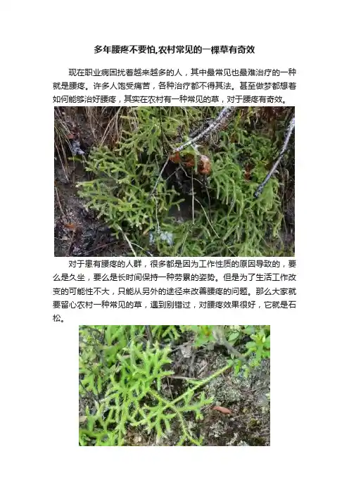 多年腰疼不要怕,农村常见的一棵草有奇效