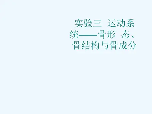 实验三  运动系统——骨形  态、 骨结构与骨成分[可修改版ppt]