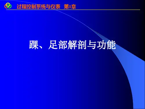 踝、足部解剖与功能PPT