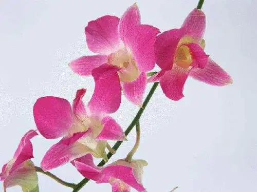 第四章补体系统91
