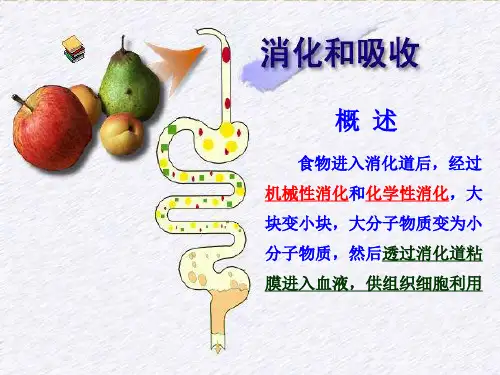 消化与吸收功能