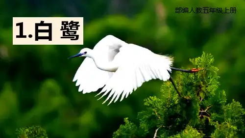 《白鹭》PPT优质课件