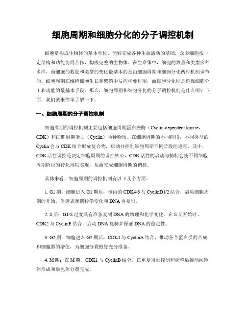细胞周期和细胞分化的分子调控机制