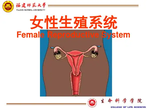解剖学-女性生殖系统