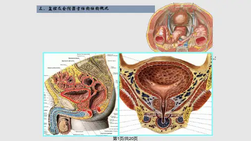 断层解剖学盆部与会阴男性上PPT课件