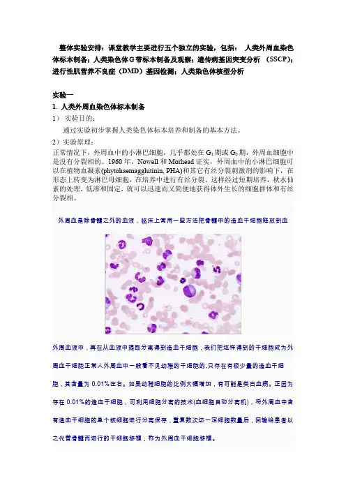 人类外周血染色体标本制备