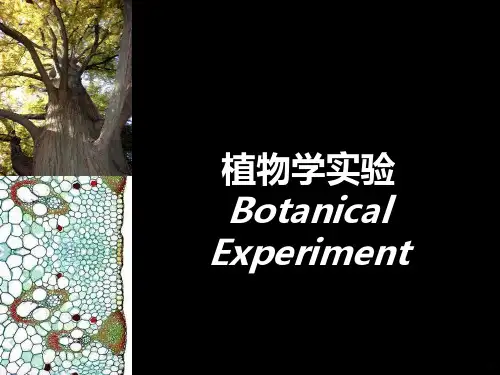 植物学实验三：切片法及根形态PPT课件