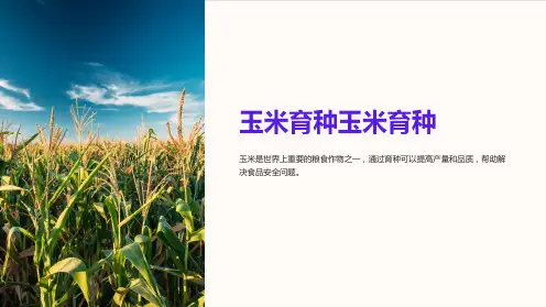《玉米育种玉米育种》课件
