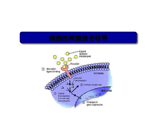 细胞的跨膜信号转导