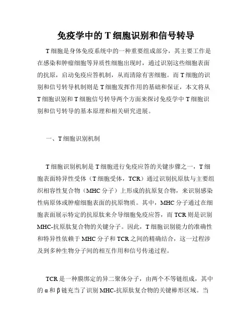 免疫学中的T细胞识别和信号转导