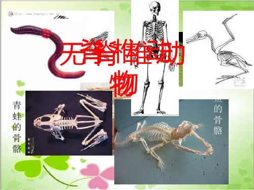 2022年济南初中生物七上《无脊椎动物的主要类群》公开课课件4