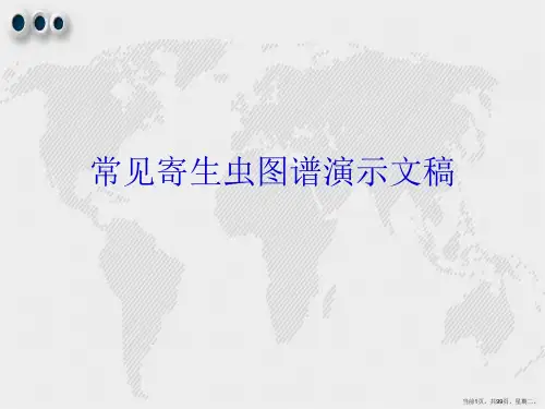 常见寄生虫图谱演示文稿