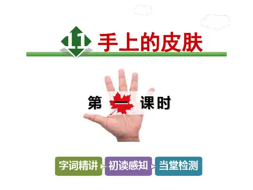 四年级下册语文课件11.手上的皮肤【第1课时】_北师大版 (共27张PPT)