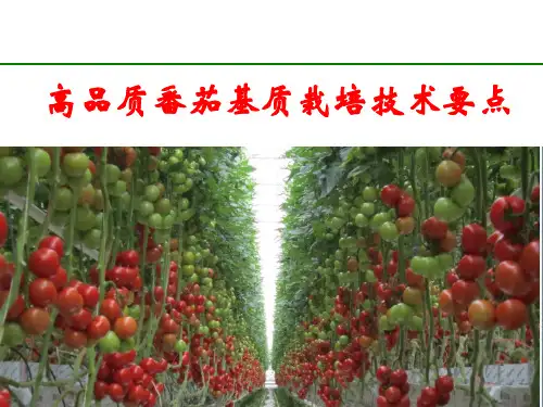 高品质番茄基质栽培技术要点