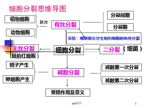 有丝分裂 ppt课件