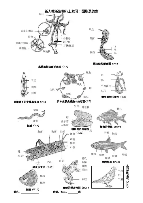 人教版八年级上册生物导学案：复习图形及答案