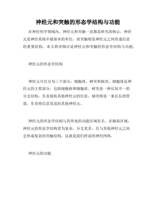 神经元和突触的形态学结构与功能