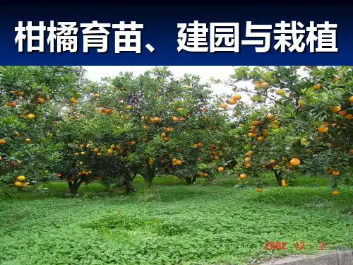 果树育苗建园栽植技术PPT课件