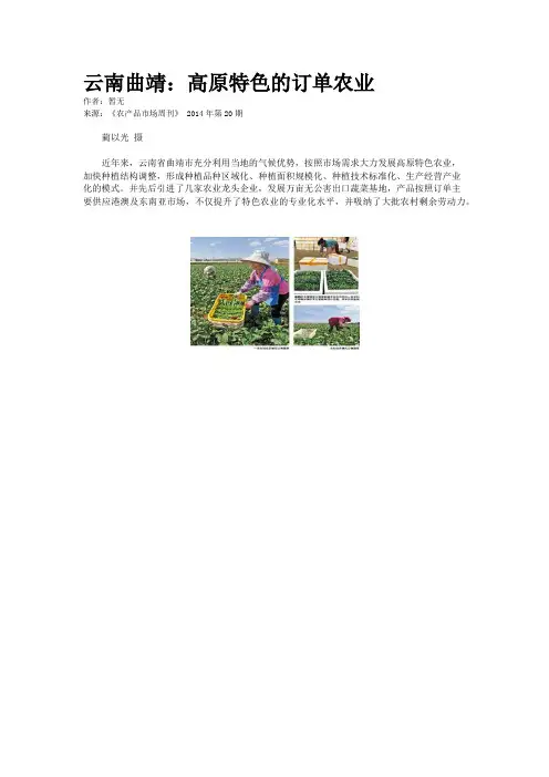 云南曲靖：高原特色的订单农业