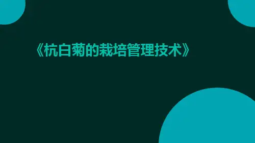 杭白菊的栽培管理技术
