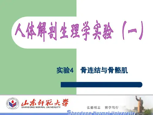 实验4骨连结与骨骼肌