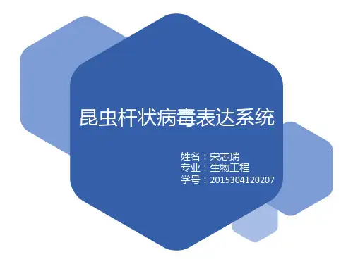 昆虫杆状病毒表达系统(BEVS)