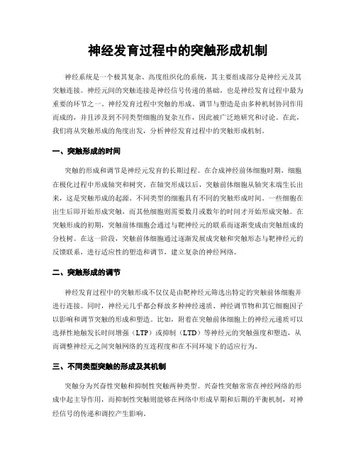 神经发育过程中的突触形成机制