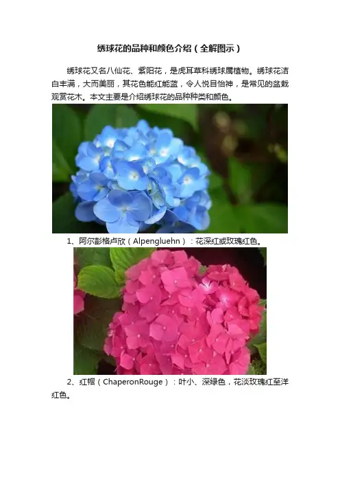 绣球花的品种和颜色介绍（全解图示）