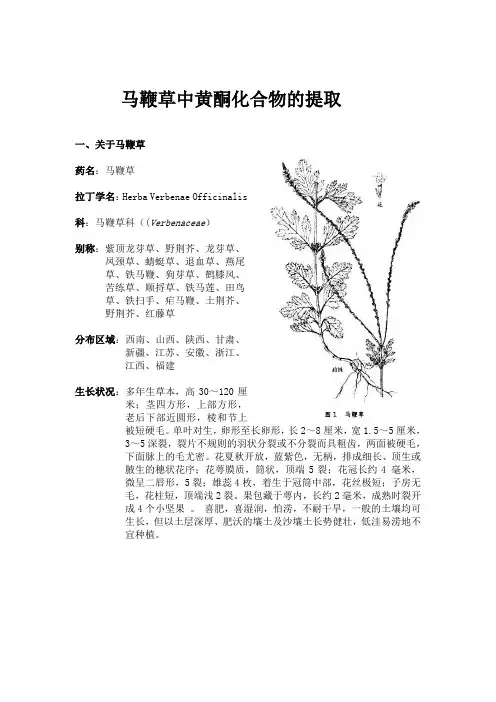马鞭草中提取黄酮