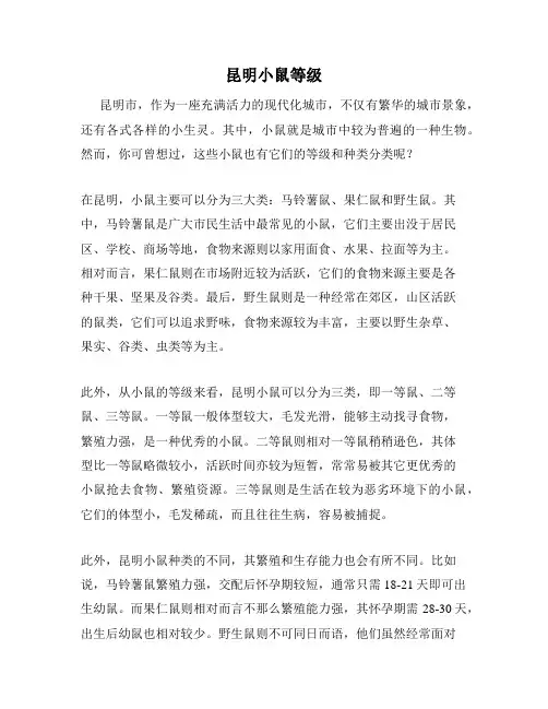 昆明小鼠等级