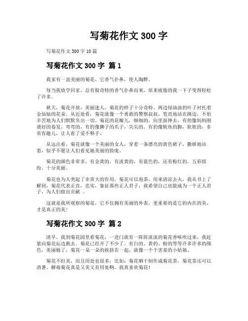 写菊花作文300字