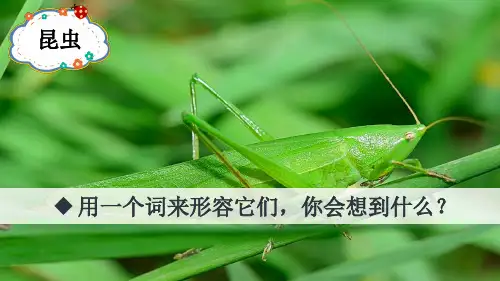 昆虫备忘录ppt课件