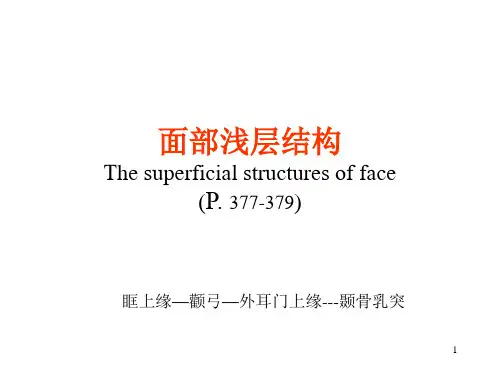 面部浅层结构腮腺咬肌区 