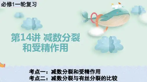 第14讲 减数分裂和受精作用-2024年高考生物一轮复习课件