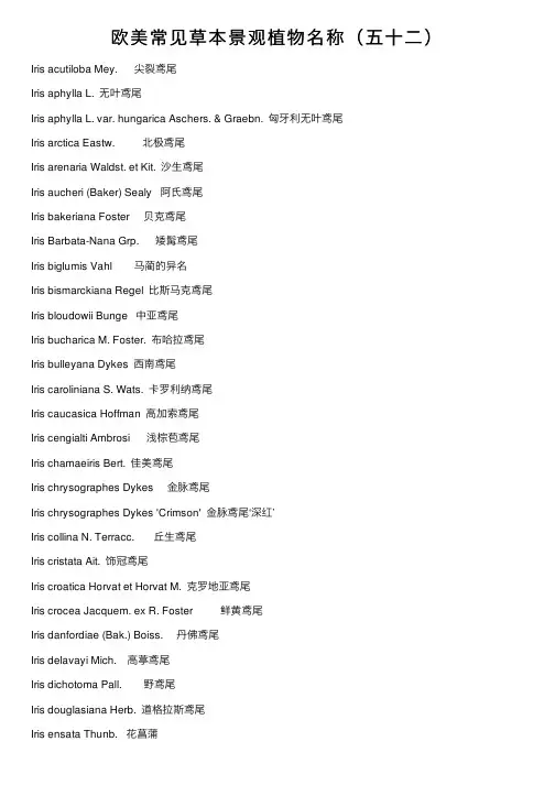 欧美常见草本景观植物名称（五十二）