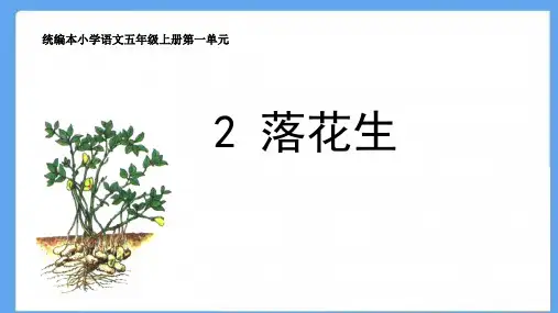 统编版五年级语文上册2落花生课件(共21张PPT)