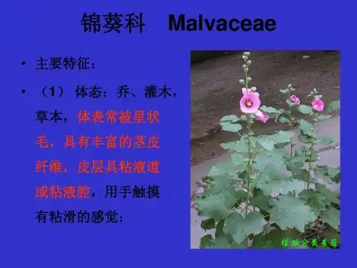 锦葵科