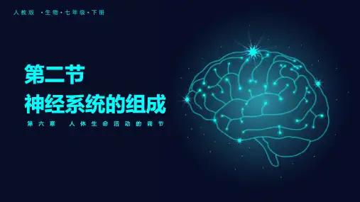 初中生物人教版七年级下册 第六章第2课 神经系统的组成 (课件)