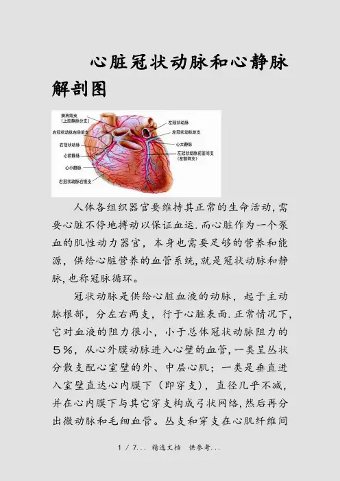 心脏冠状动脉和心静脉解剖图(干货)
