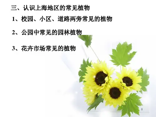 我们身边的植物认识上海地区的常见植物ppt课件