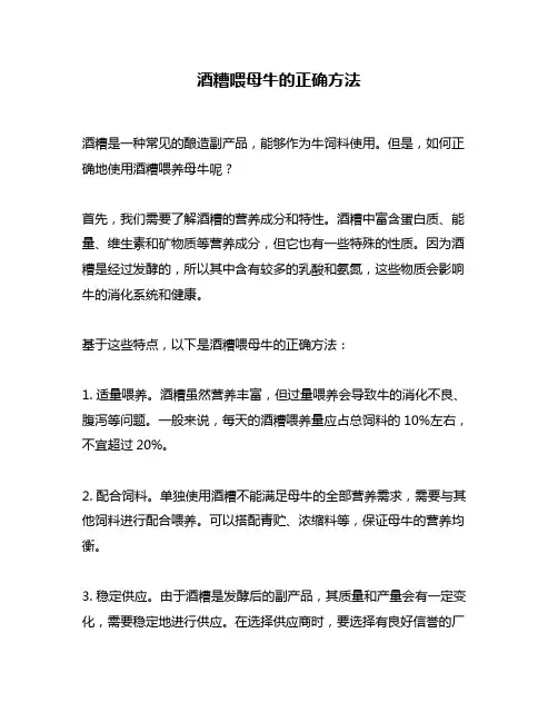 酒糟喂母牛的正确方法